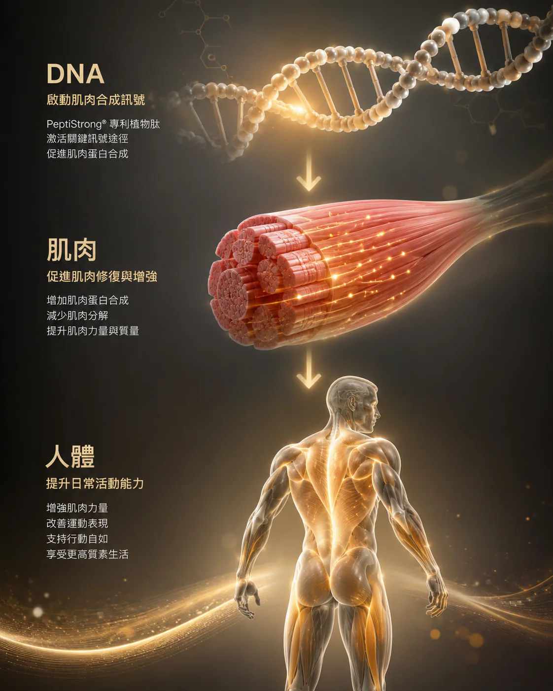 作用示意圖：DNA 啟動肌肉合成訊號，帶動肌肉修復與增強（增加肌肉蛋白合成、減少肌肉分解、提升肌肉力量與質量），最終提升人體日常活動能力
