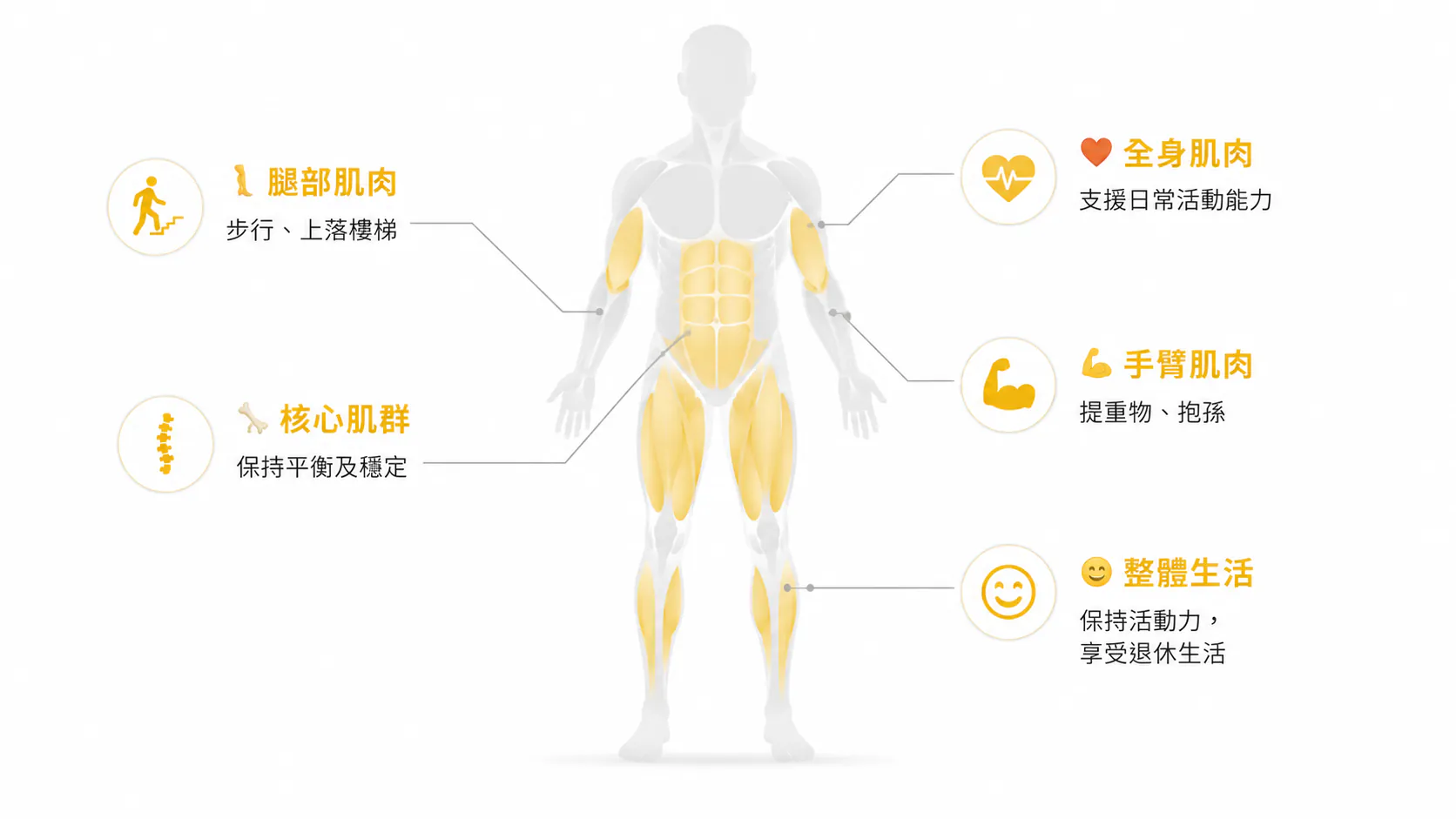 肌肉與身體各部位的關係圖：腿部肌肉，助步行、上落樓梯；核心肌群，保持平衡及穩定；全身肌肉，支援日常活動能力；手臂肌肉，助提重物、抱孫；整體生活，保持活動力