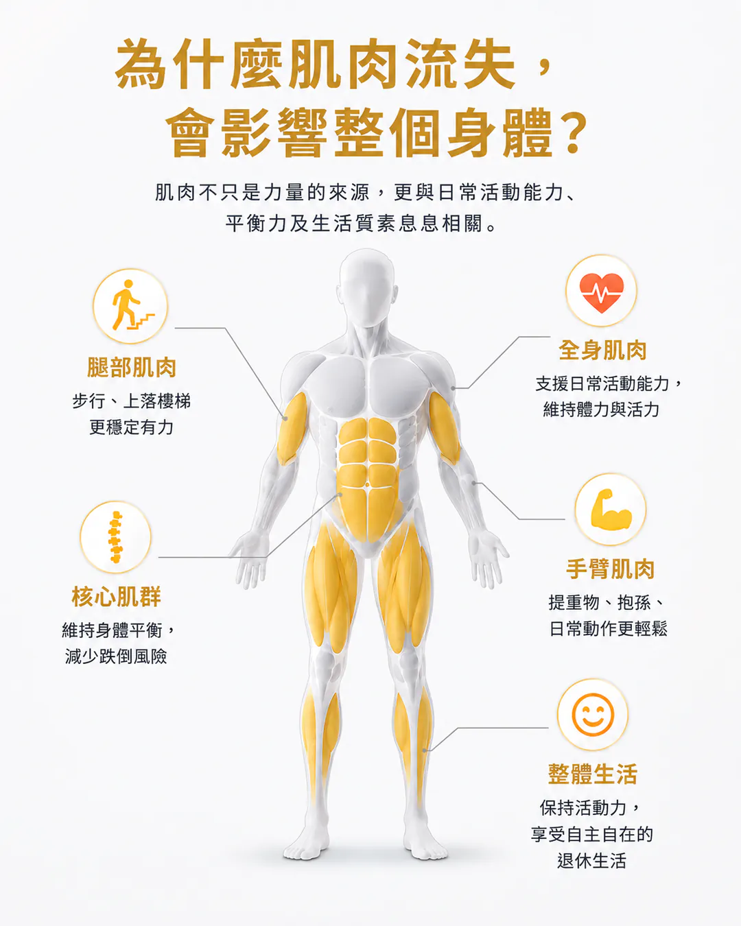 為什麼肌肉流失會影響整個身體：腿部肌肉令步行、上落樓梯更穩定；核心肌群維持身體平衡；全身肌肉支援日常活動能力；手臂肌肉令提重物、抱孫更輕鬆；整體生活保持活動力